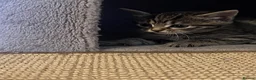 Mixed Breed cats for sale: Gorgeous half Siberian kittens - Advert 5