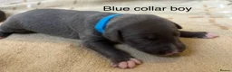 Whippet dogs for sale: Stunning blue and white whippet puppies  - Advert 13