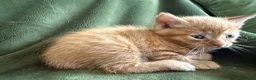 Maine Coon cats for sale: 3 gorgeous kittens  - Advert 7