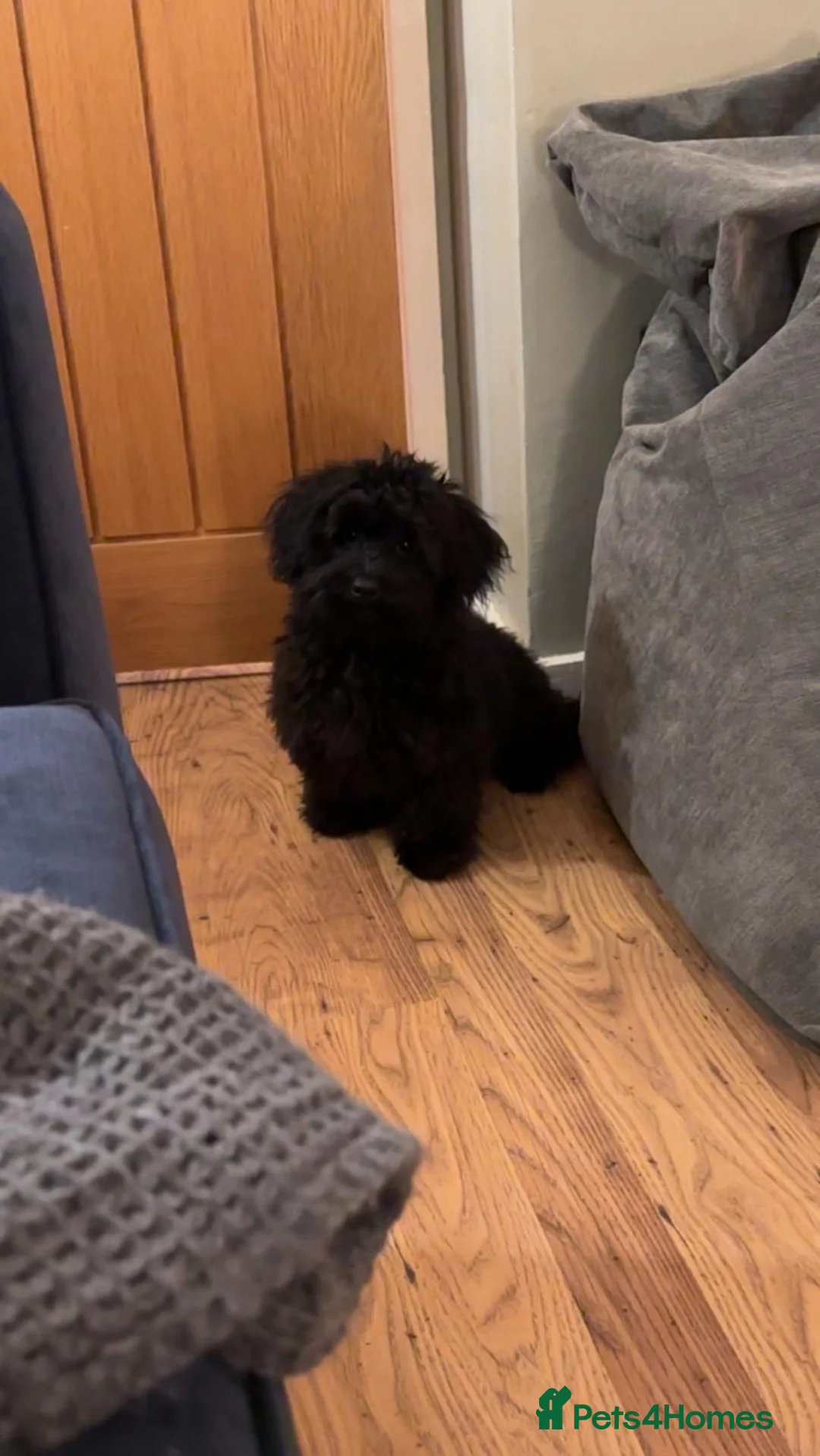 Pomapoo dogs for sale: Loving home needed for a beautiful boy.  in Birmingham - Advert 1
