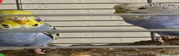 Budgerigars birds for sale: Two budgerigars with cage for sale in Chesterfield - Advert 1