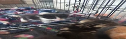 Mixed Breed cats for sale: 11 beautiful kittens for sale.  in Ashton-under-Lyne - Advert 2