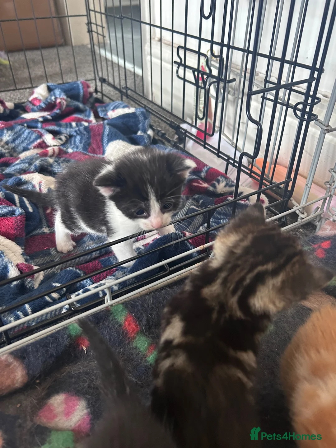 Mixed Breed cats for sale: 11 beautiful kittens for sale.  in Ashton-under-Lyne - Advert 2