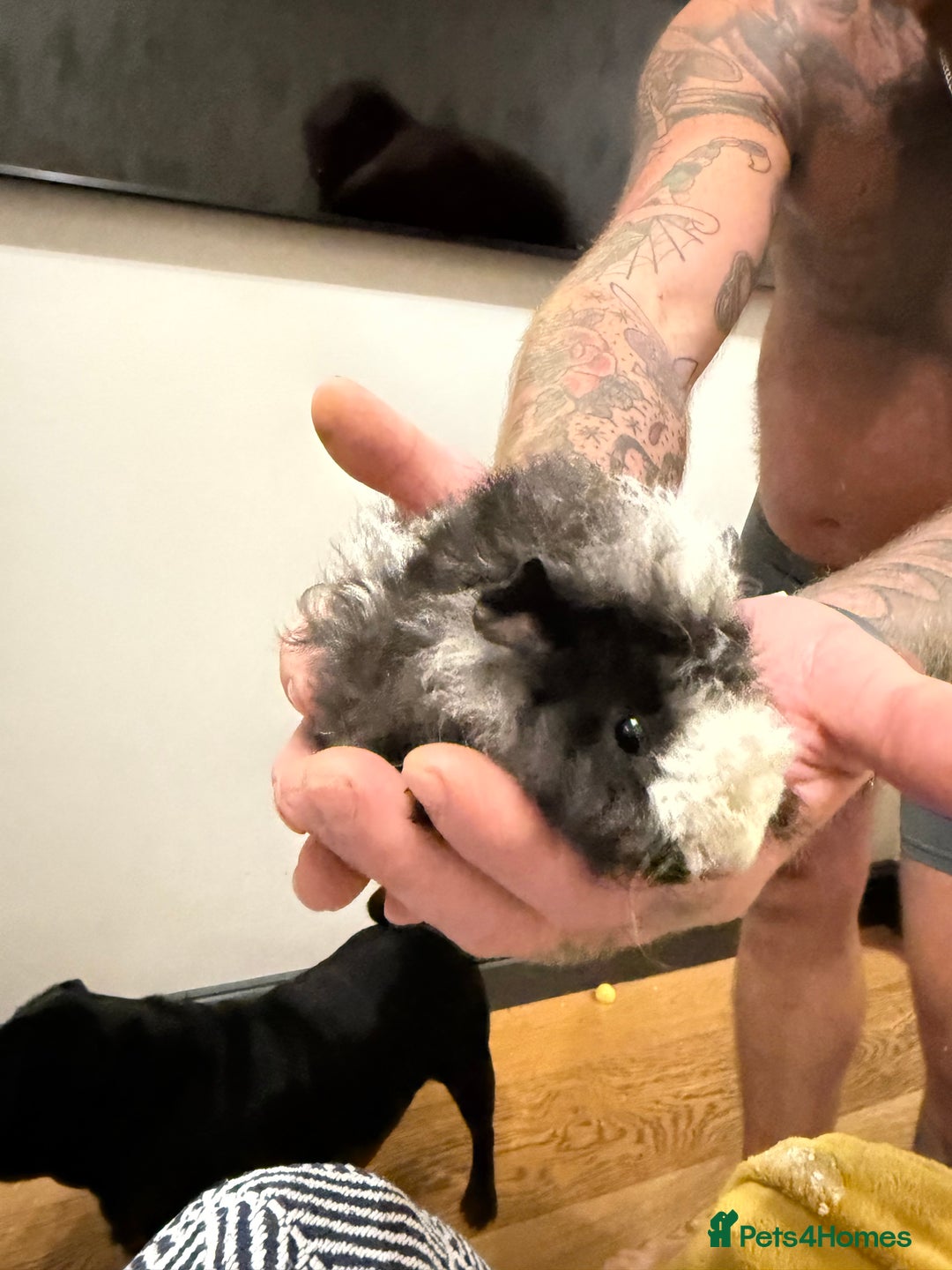 Guinea Pig rodents for sale: Baby guinea pigs 2X BOYS LEFT READY NOW - Advert 3