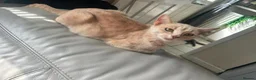 Mixed Breed cats for sale: Beautiful kitten for sale 💕 - Advert 2