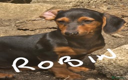 Dachshund dogs for sale: Dauchund puppies - Image 5