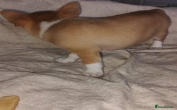 Chihuahua dogs for sale: Adorable Loving hand reared ready now Chihuahuas - Image 40