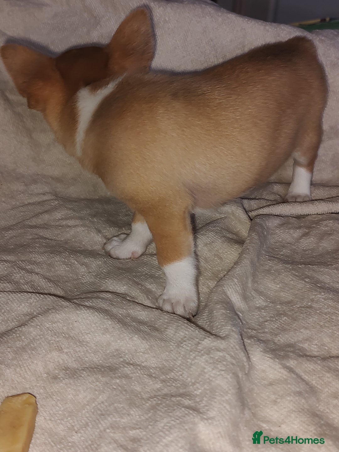 Chihuahua dogs for sale: Adorable Loving hand reared ready now Chihuahuas - Image 40