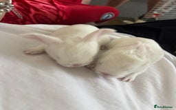 Dwarf Lop rabbits for sale: Baby bunnies - Image 3