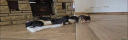 Patterdale Terrier dogs for sale: Fantastic Patterdale terrier pups D&D  - Advert 2