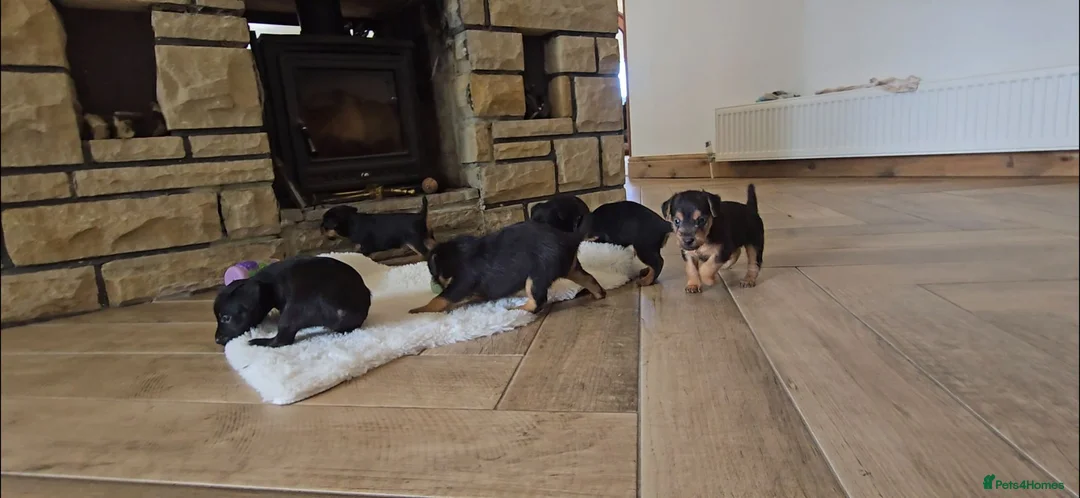 Patterdale Terrier dogs for sale: Fantastic Patterdale terrier pups D&D  - Advert 2