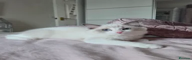 Lily 