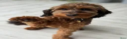 Cockapoo dogs for sale: Beautiful F1b Cockapoo Puppies  - Advert 3