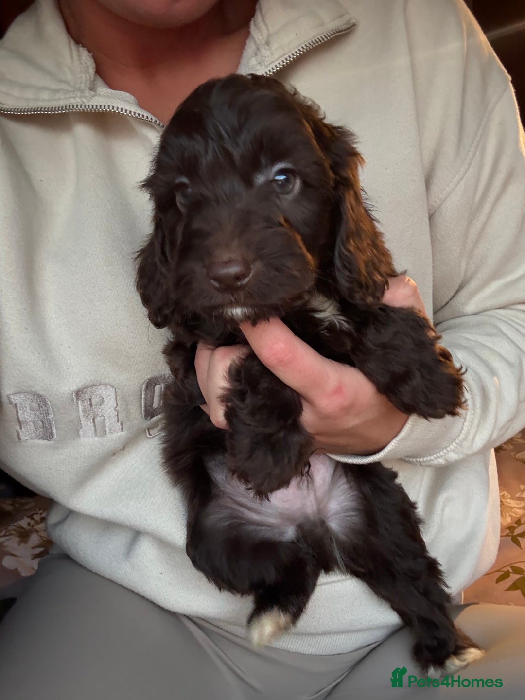 Cockapoo dogs for sale: Cockerpoo puppy  - Advert 2