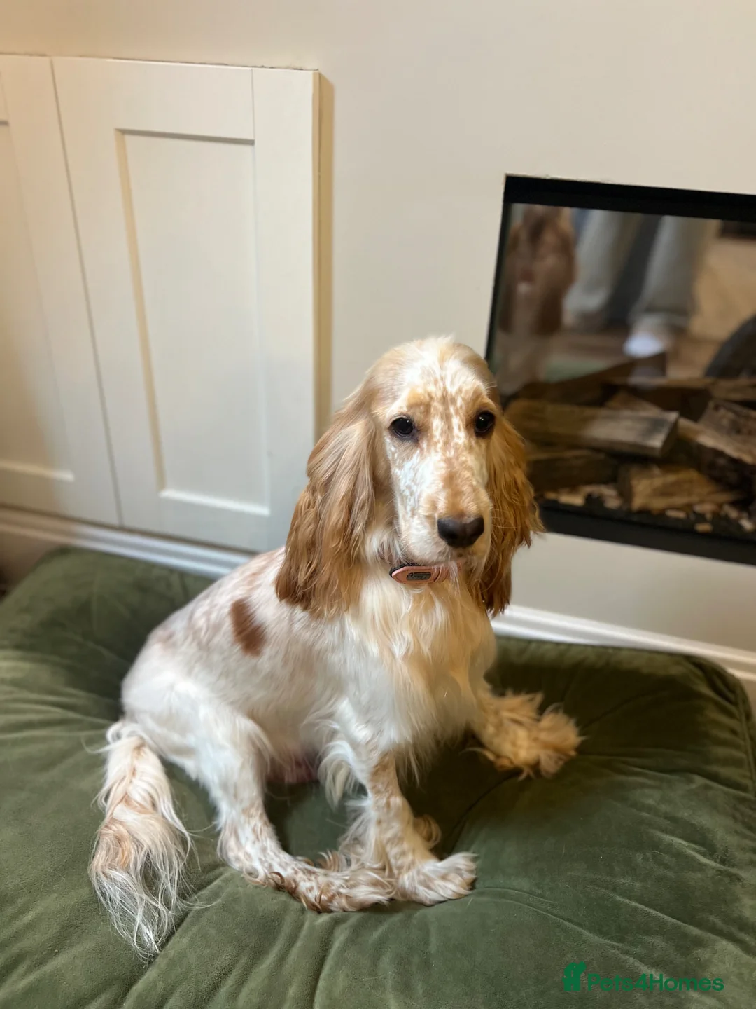 Cockapoo dogs for sale: F1 Cockapoo Puppies PRA Clear! KC Parents!  in Sittingbourne - Advert 2