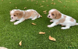 Cavalier King Charles Spaniel dogs for sale: Super cute KC blenheim pups, health tested parents - Image 6