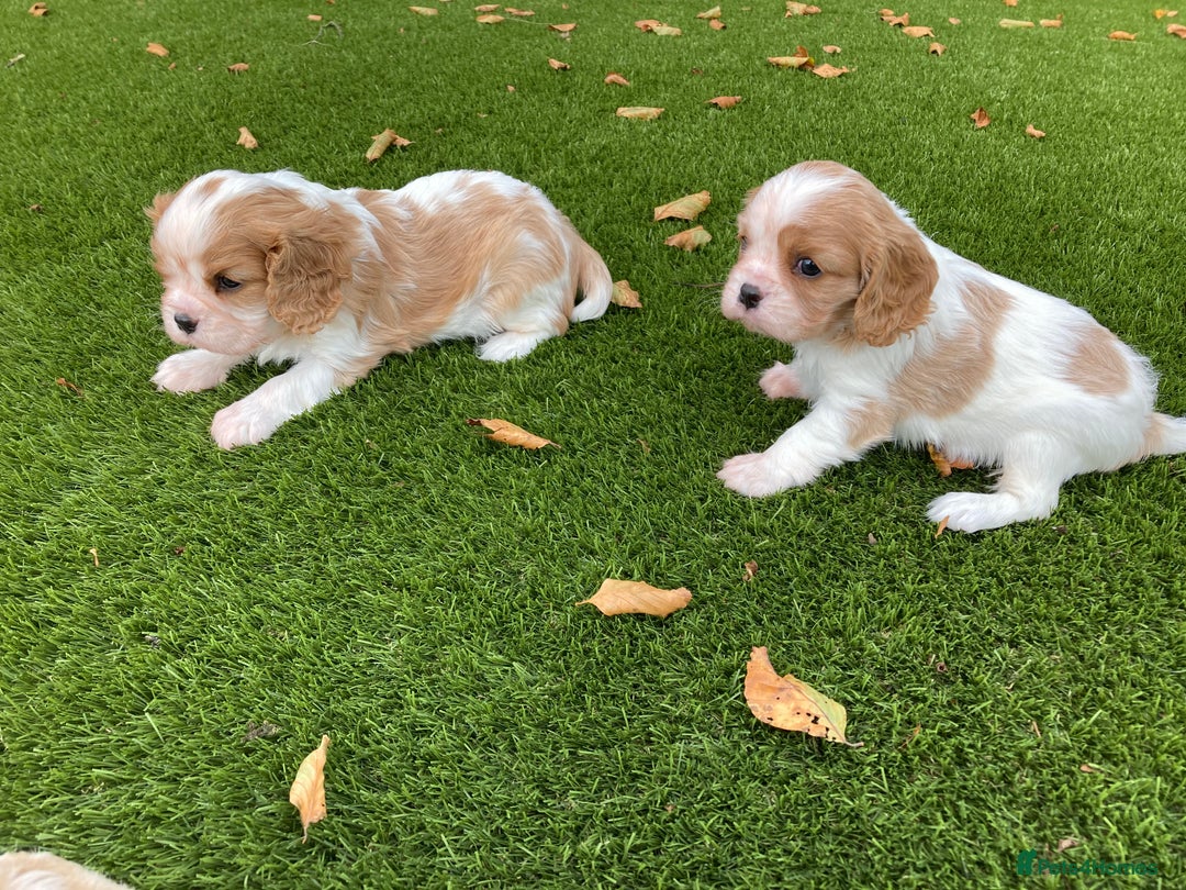 Cavalier King Charles Spaniel dogs for sale: Super cute KC blenheim pups, health tested parents - Image 6