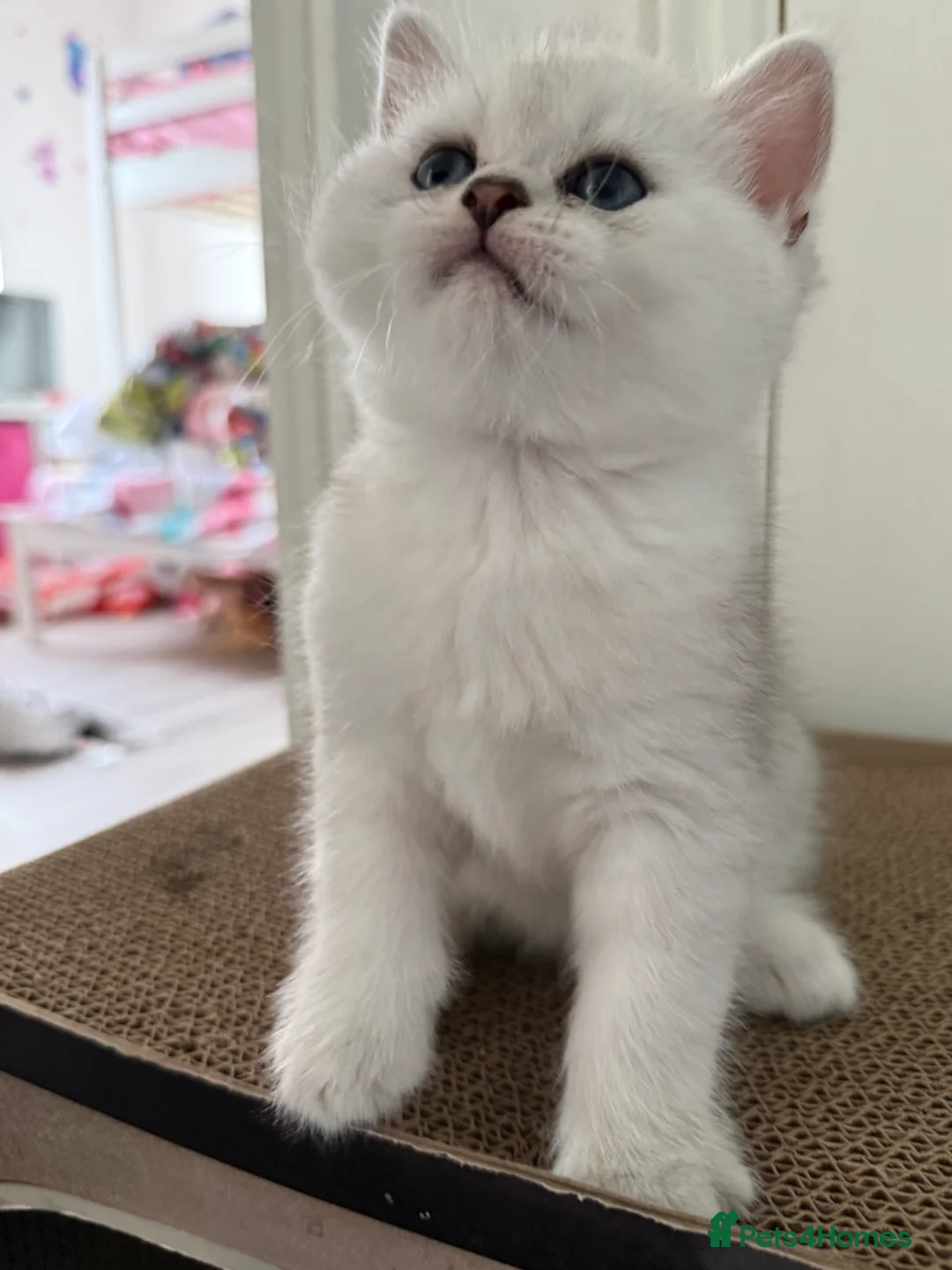 Scottish Fold cats for sale: Stunning Scottish fold kittens - Advert 2