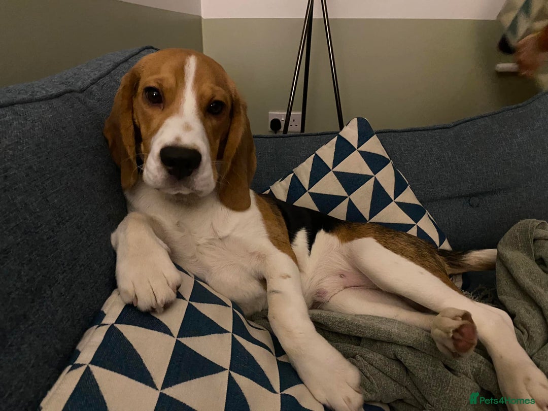 Beagle dogs for stud: Pedigree Beagle for Stud in Aldershot - Image 8