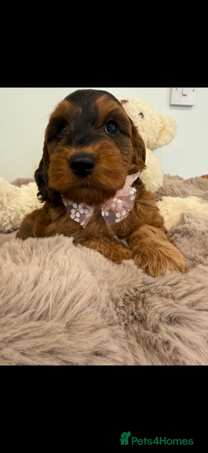 Cockapoo dogs Beautiful f1 sable pups. Full DNA & health clear. - Advert 10