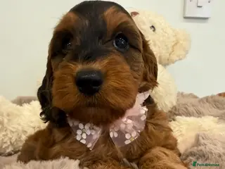 Cockapoo dogs Beautiful f1 sable pups. Full DNA & health clear. - Advert 10