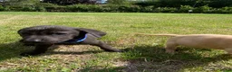 Labrador Retriever dogs for sale: Labrador puppies in Sittingbourne - Advert 6