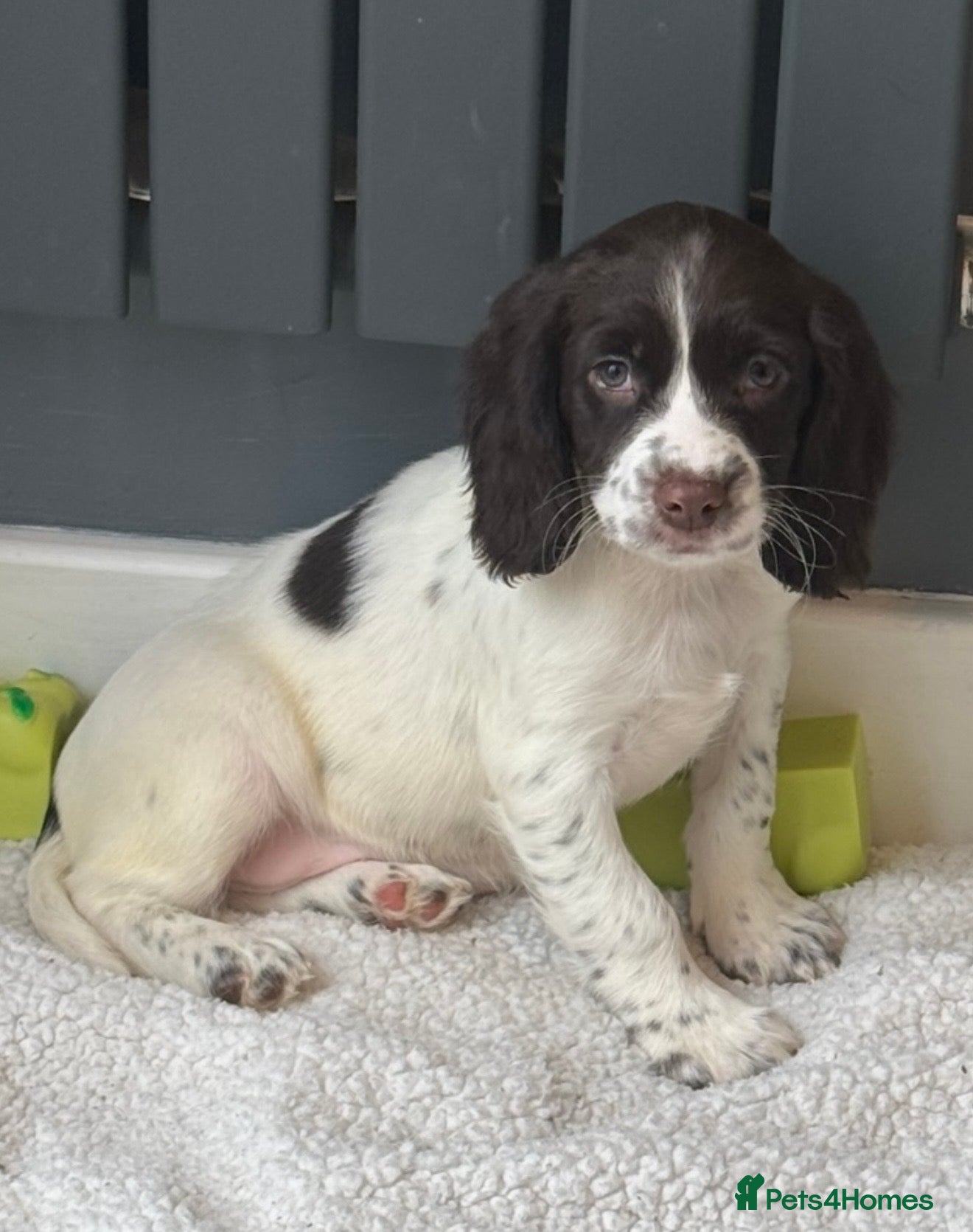 English Springer Spaniel dogs KC registered spring spaniel pups ready now - Advert 2