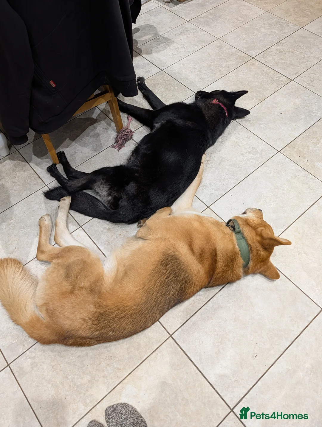 Mixed Breed dogs for sale: Akita x German shepherd chunky puppies - Advert 7