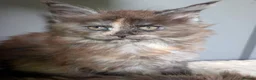 Maine Coon cats for sale: Ready soon. Tica Registered Maine coon Kittens  - Advert 13