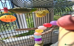 Mixed Breed birds for sale: Two Parrotlets and cage - Image 2