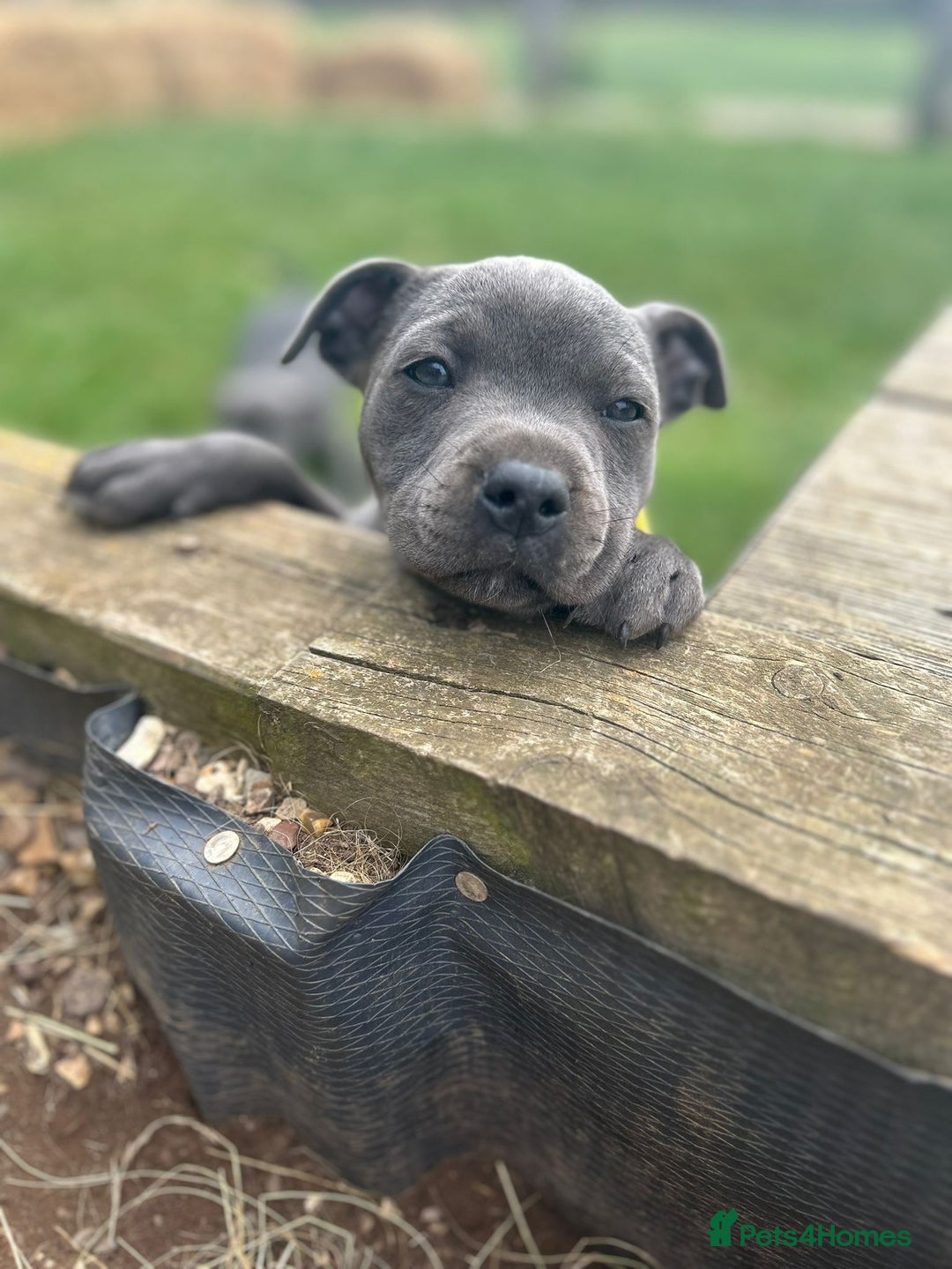 Staffordshire Bull Terrier dogs for sale: Chunky Staffy pups 💕 2 girls left, Ready to leave - Image 28