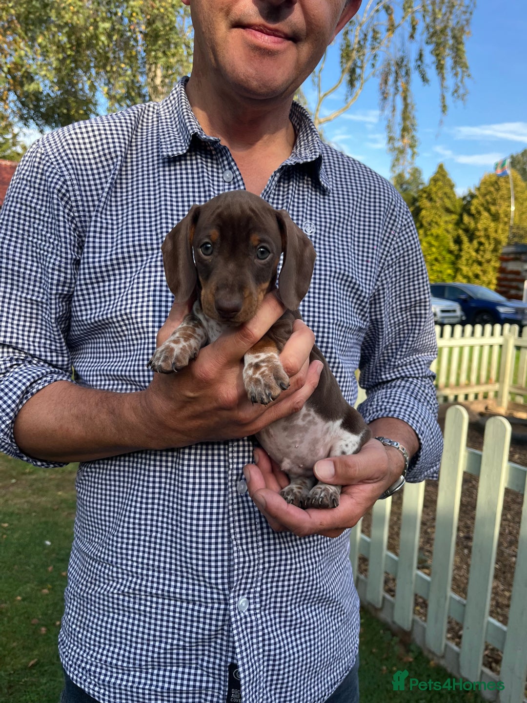 Miniature Dachshund dogs for sale: READY NOW Miniature Daschund Pups Dapples Piebalds - Image 11