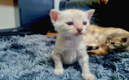 Bengal cats for sale: 🤩RARE BLUE BENGAL🤩SNOW LYNX🤩 BROWN🤩 - Image 4