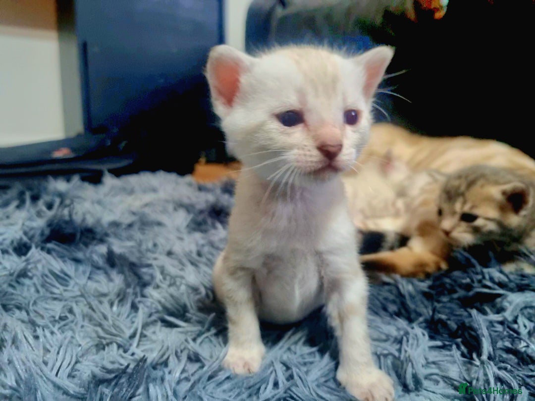 Bengal cats for sale: 🤩RARE BLUE BENGAL🤩SNOW LYNX🤩 BROWN🤩 - Image 4