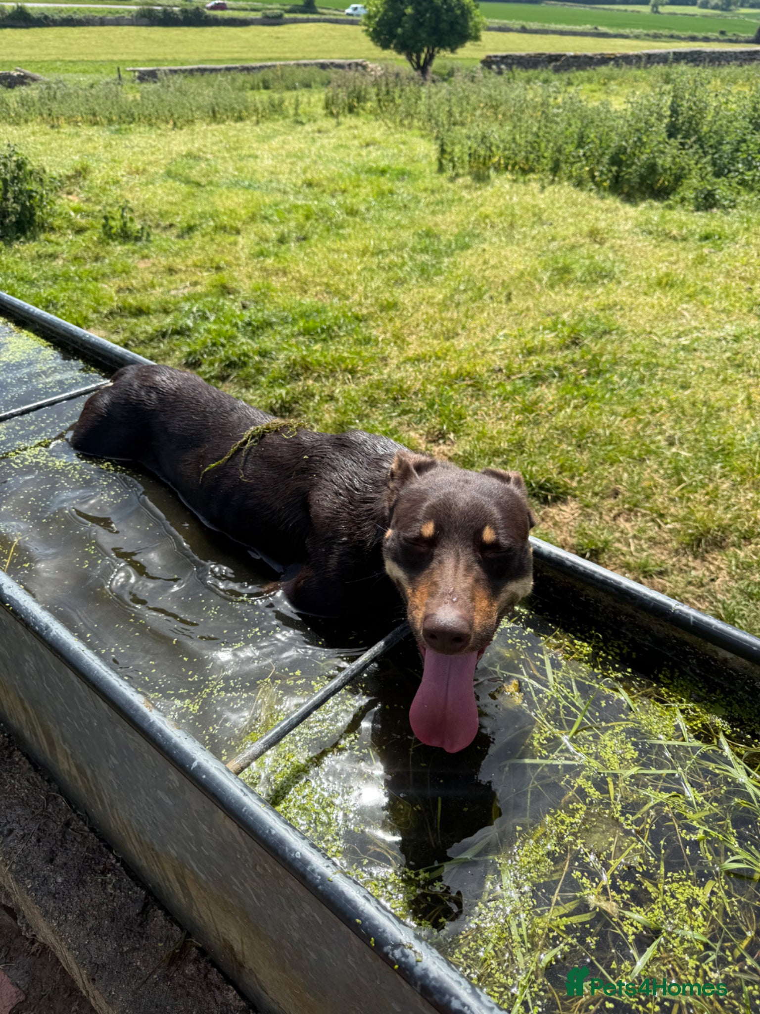 Australian Kelpie dogs for sale: Copper- brown kelpie dog in Cheltenham - Advert 5