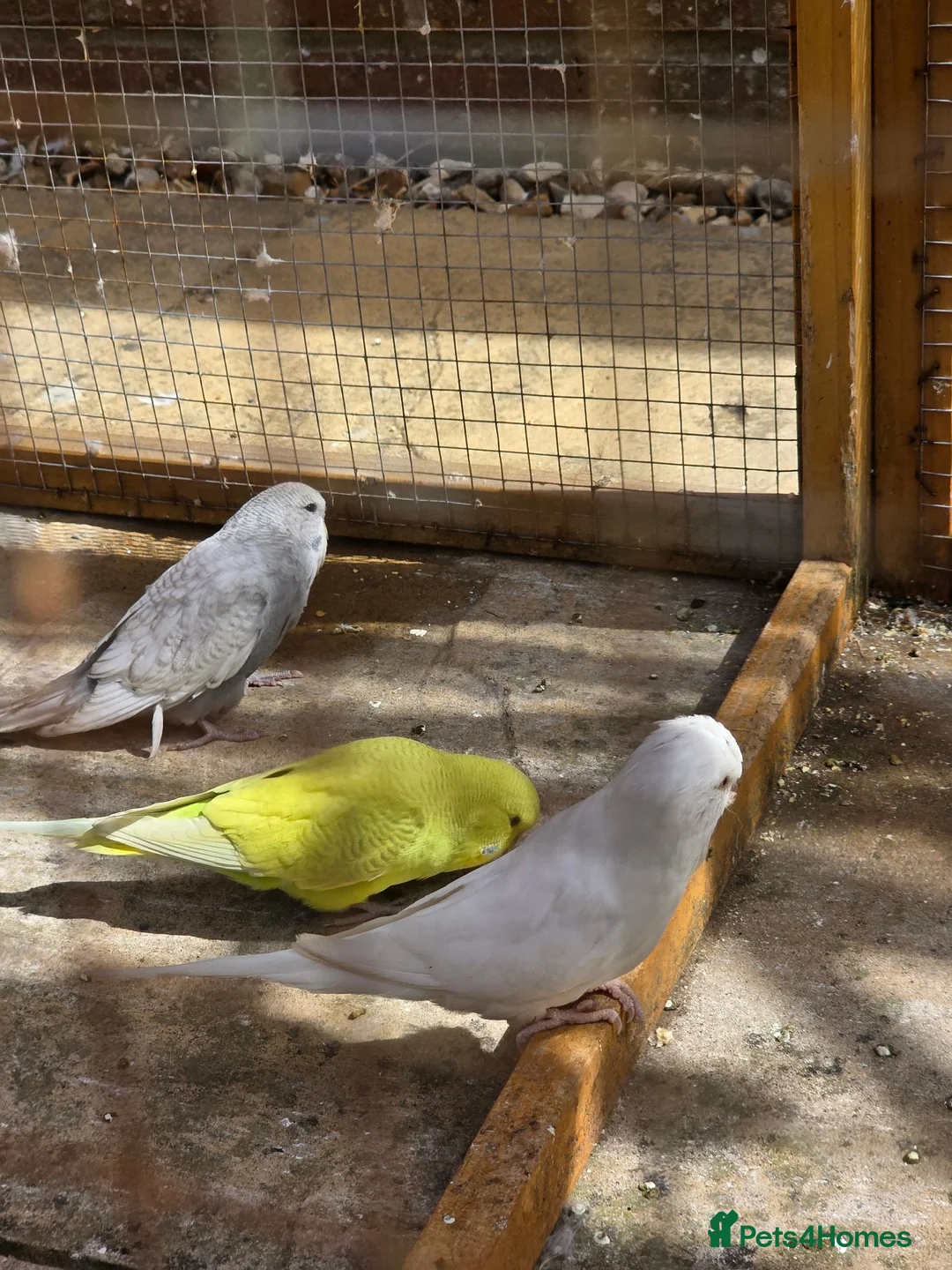 Budgerigars birds for sale: 6 week old budgies in Bracknell - Advert 2