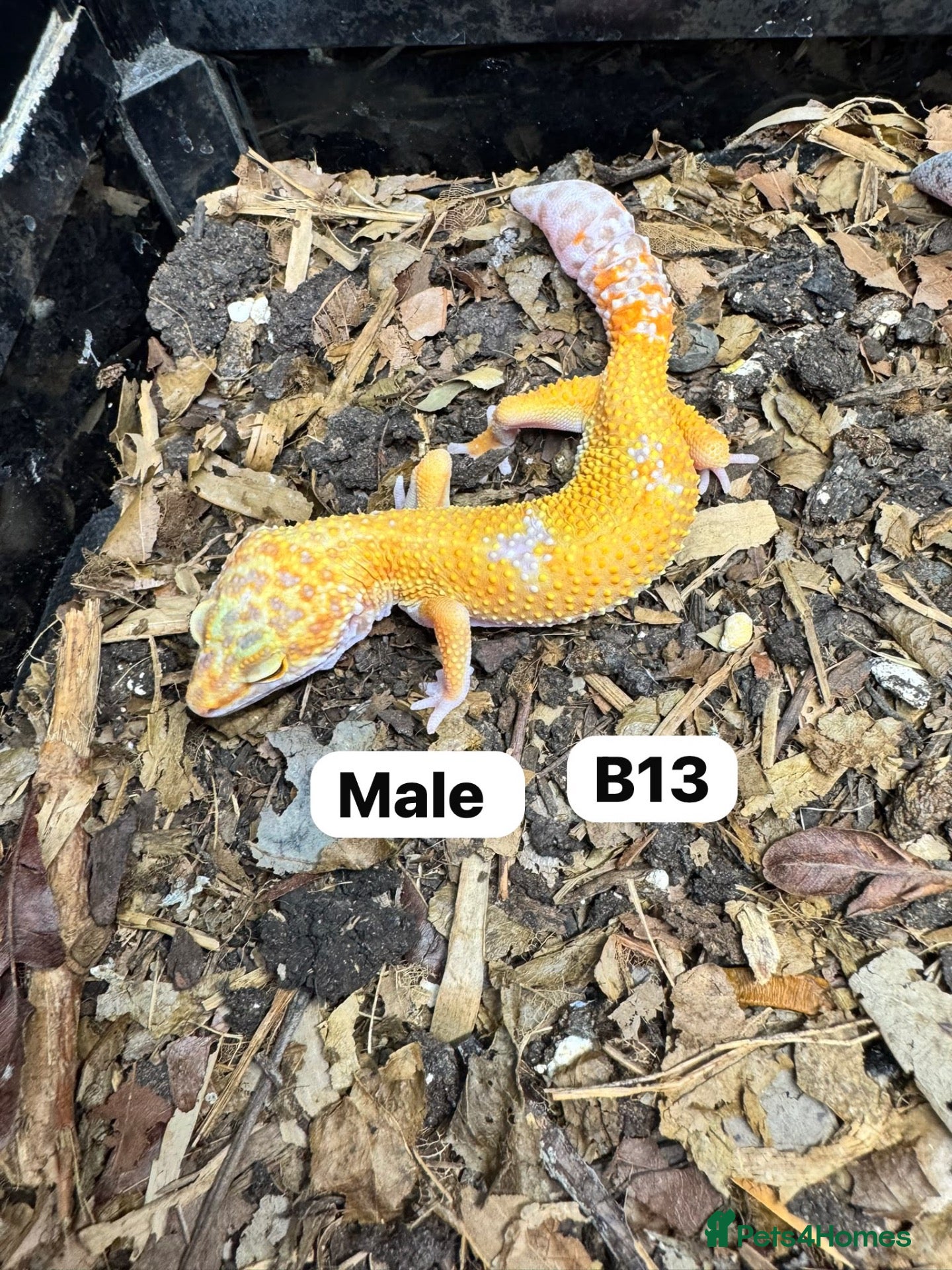 Leopard Gecko reptiles Leopard geckos for rehome - possible full setup  - Advert 18