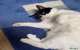 European cats for adoption: Maisie is looking for the perfect forever home - Image 2
