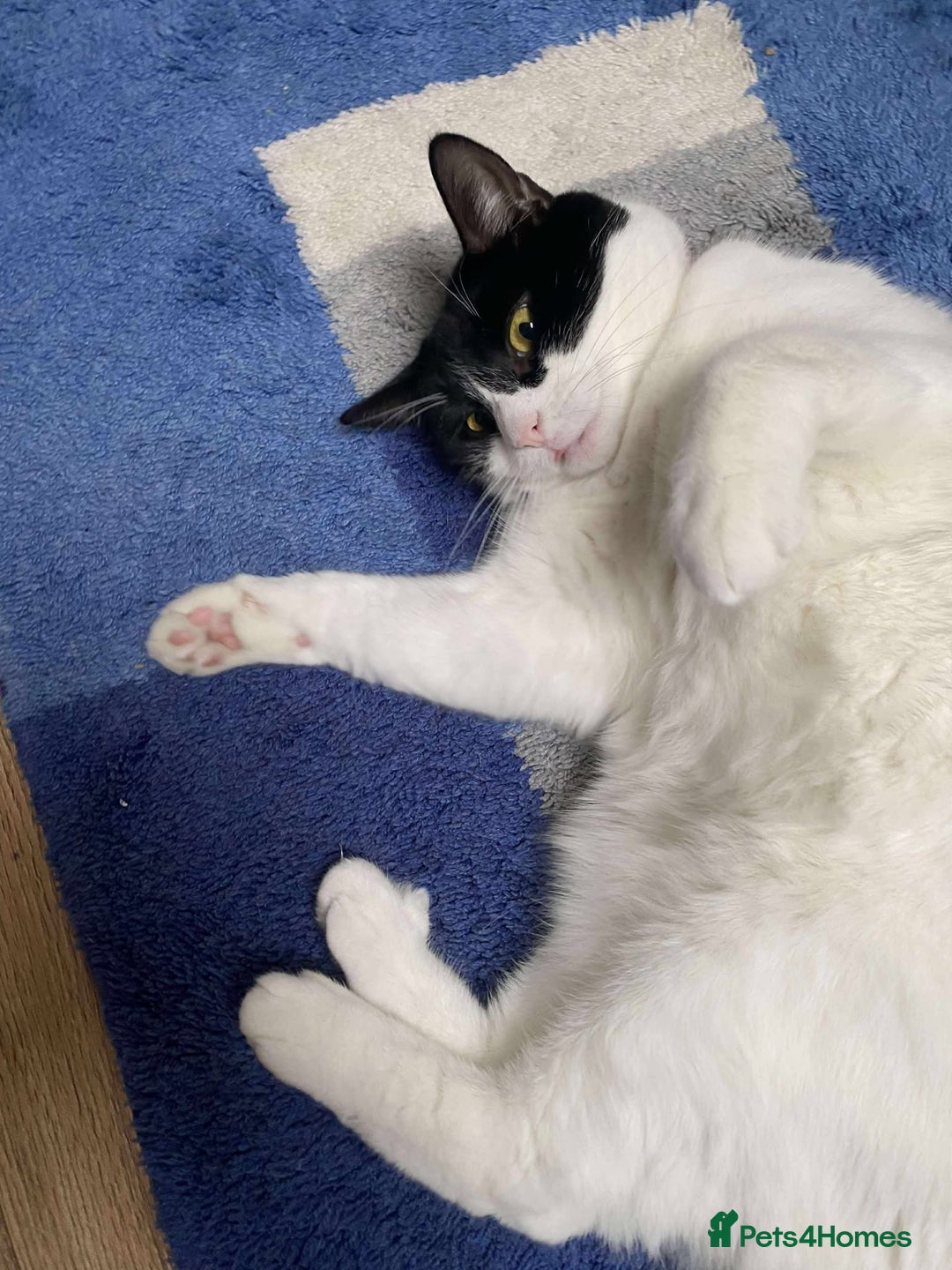 European cats for adoption: Maisie is looking for the perfect forever home - Image 2
