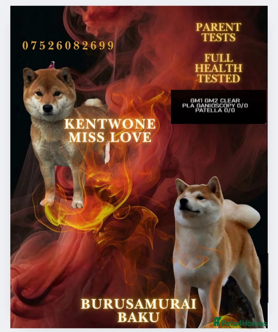 Japanese Shiba Inu dogs for sale: Healthy shiba inus last girl  - Advert 12