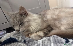 Maine Coon cats for sale: Mainecoon - Image 3