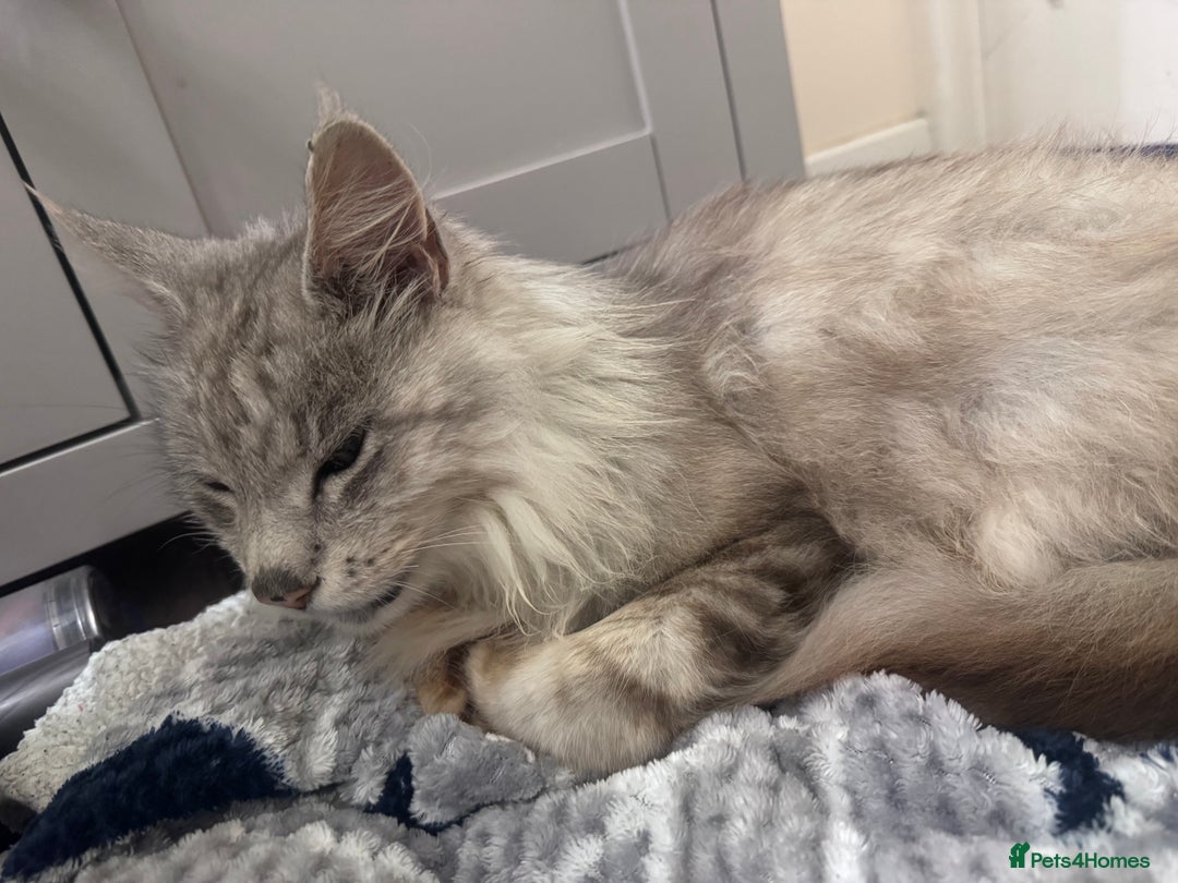 Maine Coon cats for sale: Mainecoon - Image 3