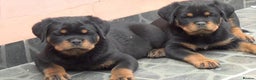 Rottweiler dogs for stud: **** FAUSTINIS TK,S QUANTOM OF SOLICE **** in Preston - Advert 28