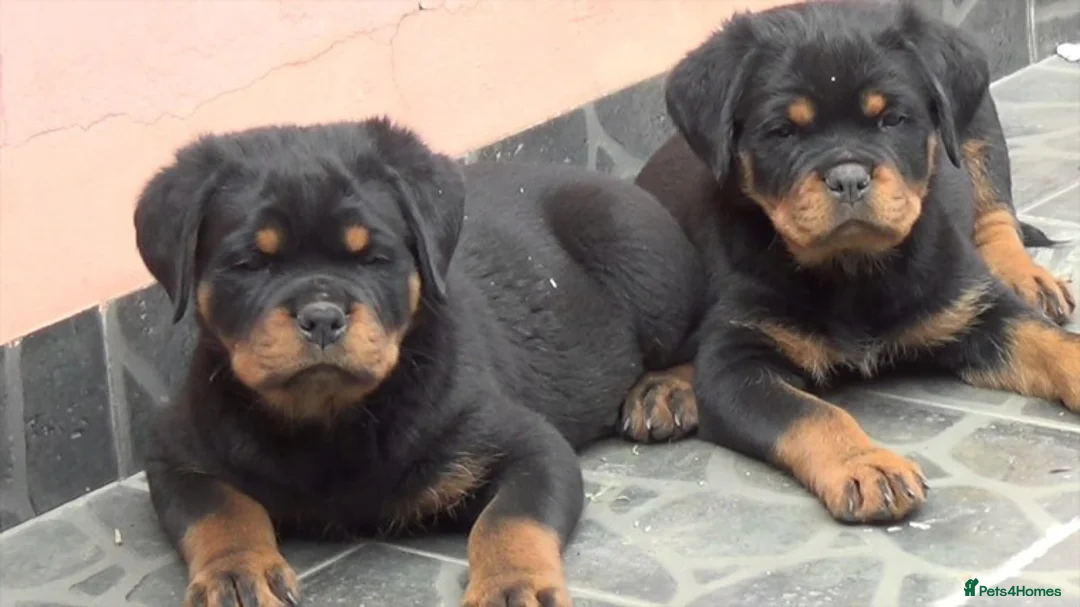 Rottweiler dogs for stud: **** FAUSTINIS TK,S QUANTOM OF SOLICE **** in Preston - Advert 28
