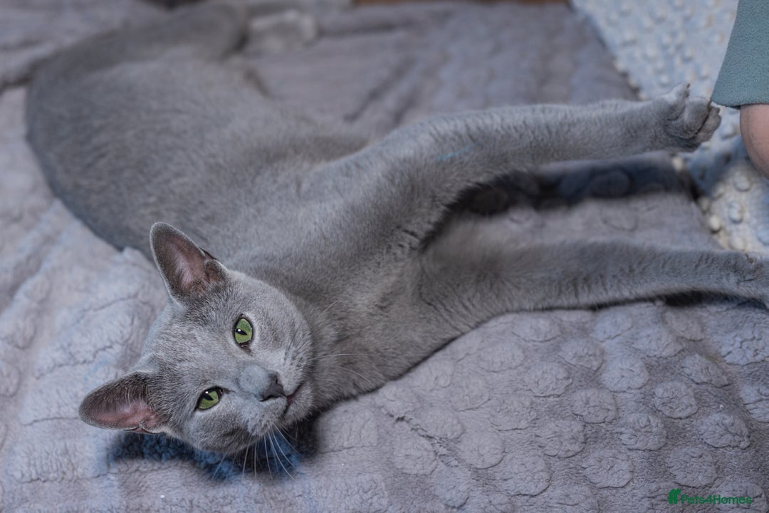 Russian Blue cats for sale: Pure Russian Blue Boy❄️ - Advert 25