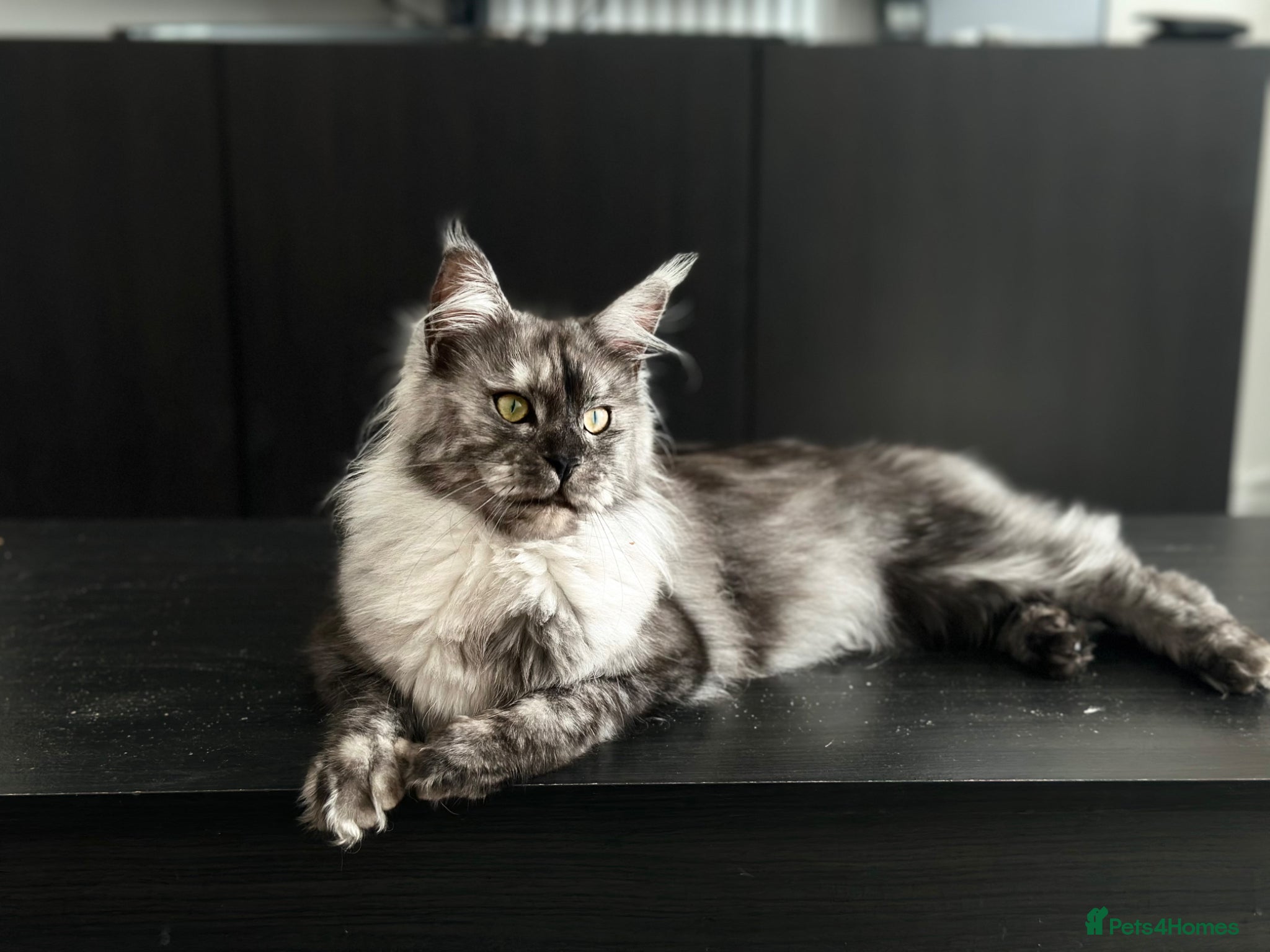 Mixed Breed cats for sale: Maine coon mix breed kittens  - Advert 16