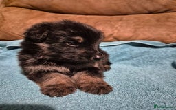 German Shepherd dogs for sale: KC German Shepherd Puppies Blue, White & Black/Tan - Image 17