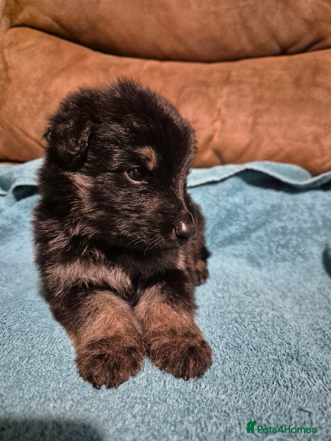 German Shepherd dogs for sale: KC German Shepherd Puppies Blue, White & Black/Tan - Image 17