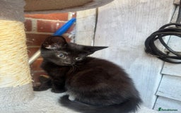European cats for sale: Beautiful kittens  - Image 4
