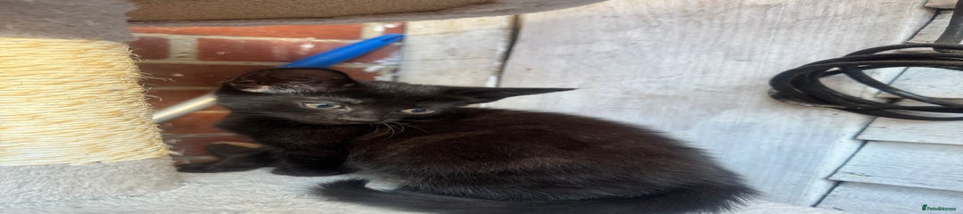 European Kitten 2